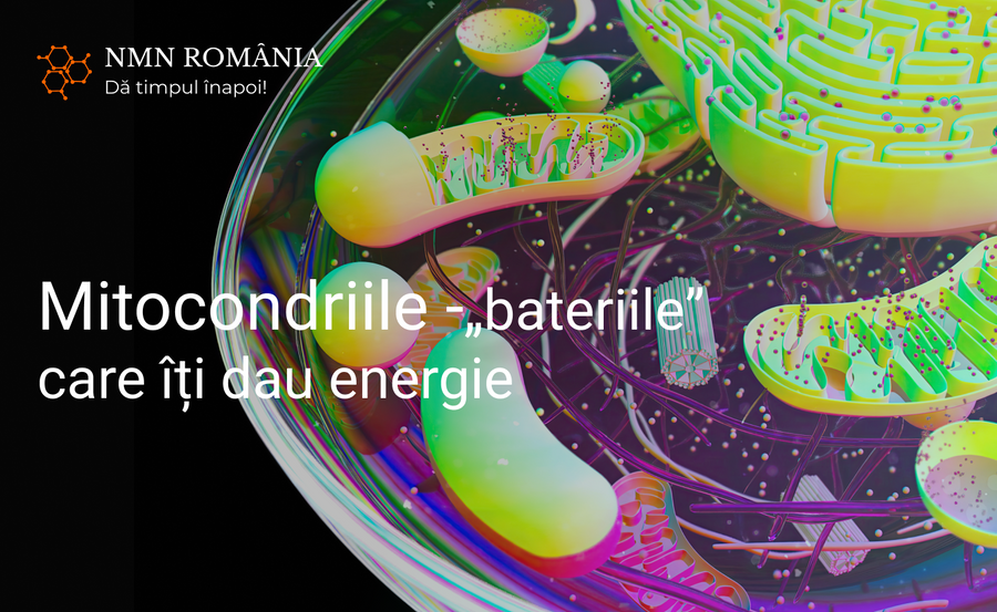 Despre mitocondrii – „bateriile” care îți dau energie și îți mențin corpul tânăr