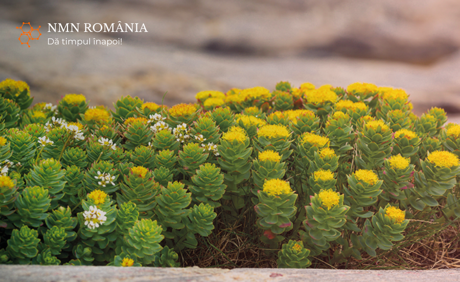 Rhodiola Rosea, specialistul în burnout